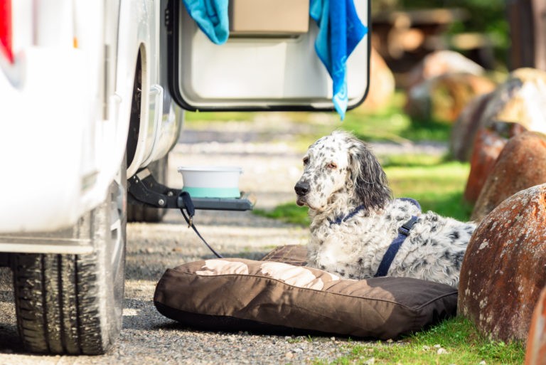 rvs and pets